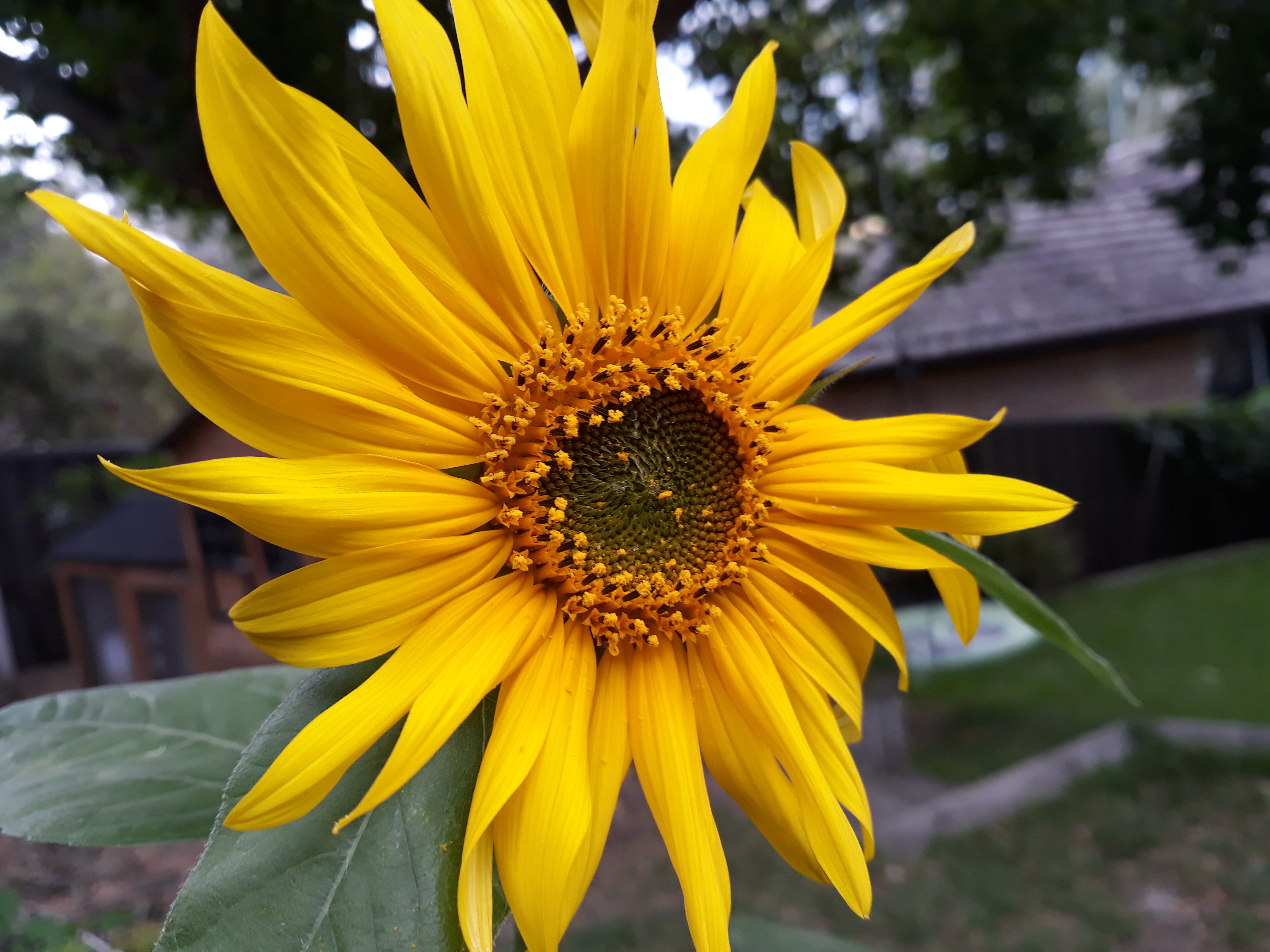 Sunflower