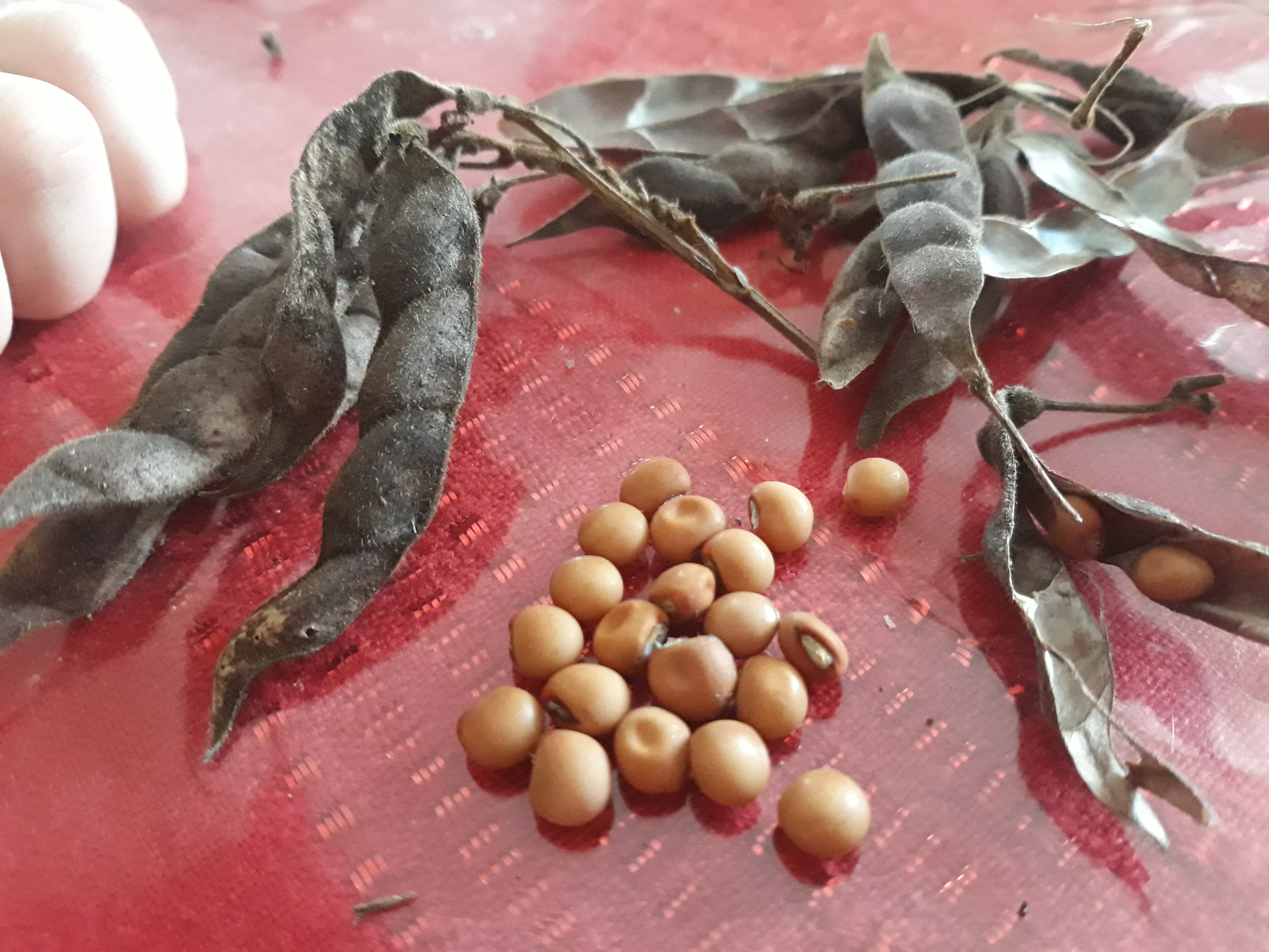 Pigeon Pea Lentils