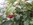 Atherton Raspberry