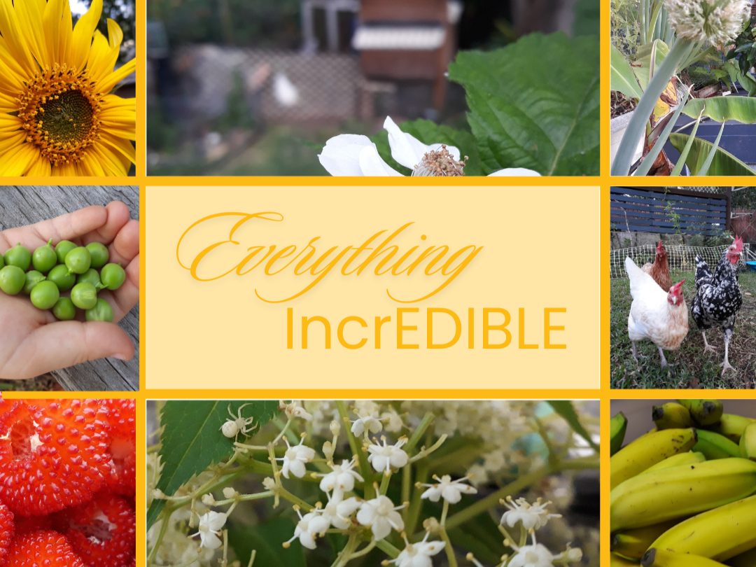 Edible and sensory plants and herbs