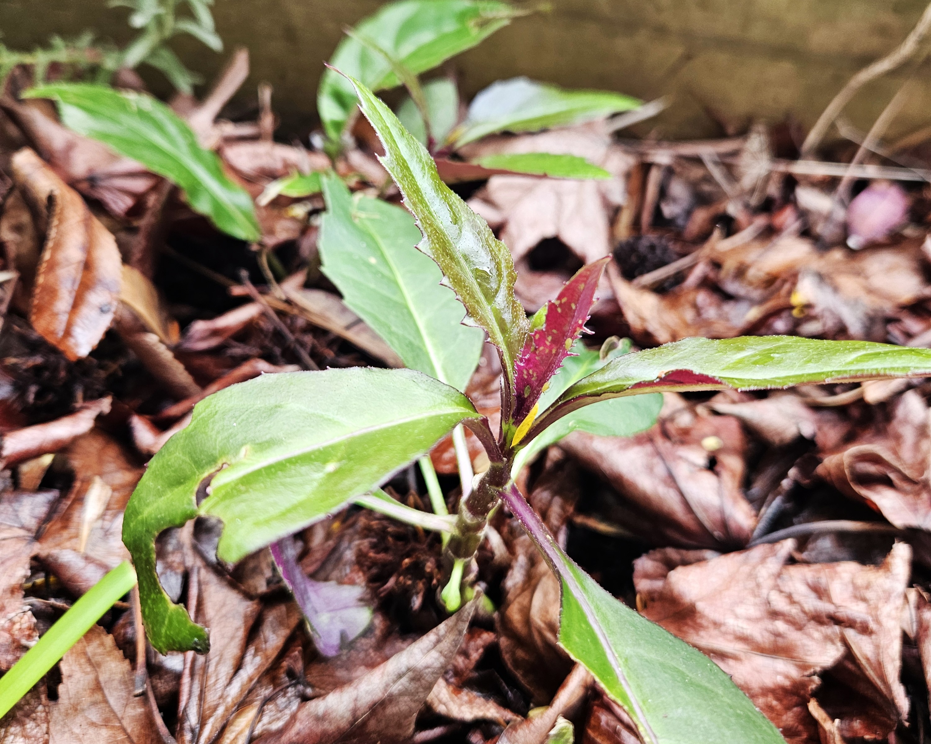 Okinawa Spinach